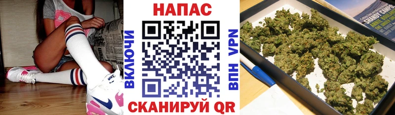 где купить Туран Каннабис SATIVA & INDICA